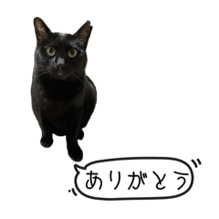 [LINEスタンプ] にゃん様からの一言2 ちー編