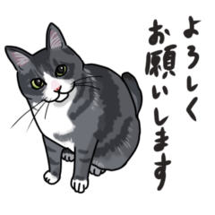 [LINEスタンプ] こめこのねこスタンプ