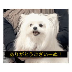 [LINEスタンプ] 使いやすい動く犬