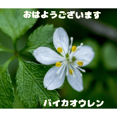 [LINEスタンプ] 冬の山野草たち