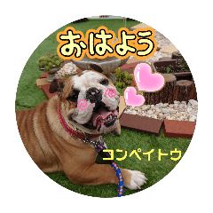 [LINEスタンプ] 我が家の鼻ぺちゃ犬コンペイトウ＆しらたま