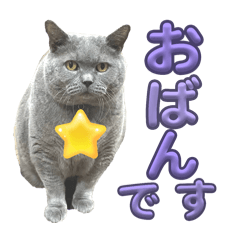 [LINEスタンプ] 犬猫三昧❶❼