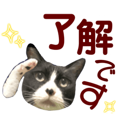 [LINEスタンプ] ハチワレ猫.大文字. よく使う