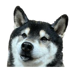 [LINEスタンプ] まろとがんちゃん
