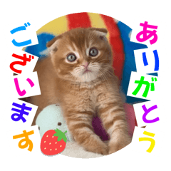 [LINEスタンプ] ねこまーち ブライトレッドプリンス