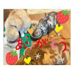 [LINEスタンプ] うごくうちの4にゃんと友だち猫のスタンプ