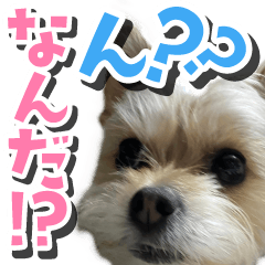 [LINEスタンプ] テンちゃんの日 day1