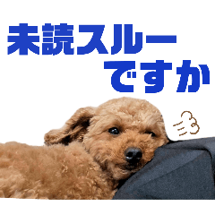 [LINEスタンプ] トイプードルのもち16