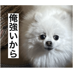 [LINEスタンプ] うちの犬スタンプ   (ポメだよ…) 第二弾