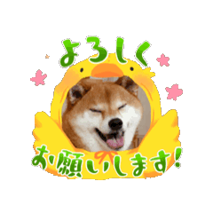 [LINEスタンプ] Shiba Uta M1