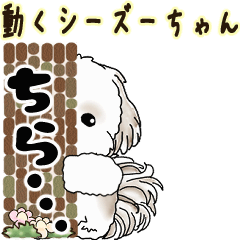 [LINEスタンプ] 2025 動くシーズーちゃんです。NO.1