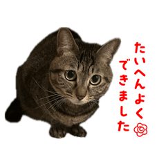 [LINEスタンプ] ねこと慶次郎、時々げっちゃん