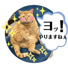 [LINEスタンプ] 犬猫三昧①❼