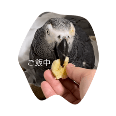 [LINEスタンプ] ヨウムの養母