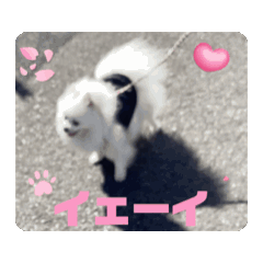 [LINEスタンプ] うちの犬スタンプ (ポメだよ…) アニメ