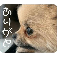 [LINEスタンプ] ポメラニアンのちもスタンプ