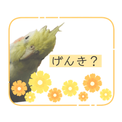 [LINEスタンプ] オカメインコのきーちゃんの日常会話