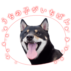 [LINEスタンプ] 豆柴のちくわくんver.3