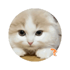 [LINEスタンプ] スコティッシュフォールドの動く猫スタンプ