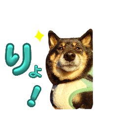 [LINEスタンプ] 黒豆柴との日常スタンプ