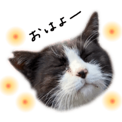 [LINEスタンプ] ハチワレ猫のボッチ