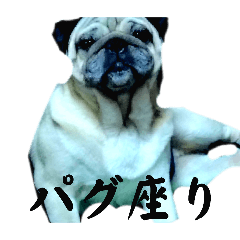 [LINEスタンプ] 保護犬のパグ