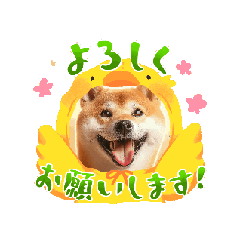 [LINEスタンプ] 可愛い柴犬の色んな表情スタンプの画像（メイン）