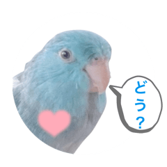 [LINEスタンプ] マメルリハ達24