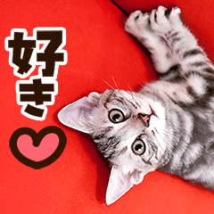 [LINEスタンプ] ❤ねこ写真❤ポップで見やすい日常会話