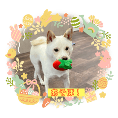 [LINEスタンプ] 白柴 豆柴 ハル (ᐡ.  ̫ .ᐡ ) 番外編