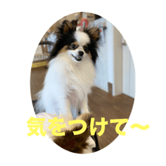 [LINEスタンプ] パピヨンすももとポメレイの日常8