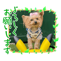 [LINEスタンプ] ココアの毎日2025
