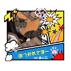 [LINEスタンプ] うちのあんこ（My Angel Cat）