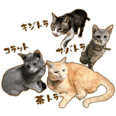 [LINEスタンプ] 茶トラ★キジトラ★サバトラ★コラットの画像（メイン）