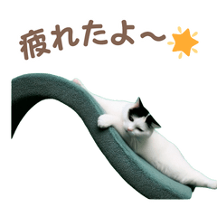 [LINEスタンプ] 動く！踊る猫ミーム！(パート21)