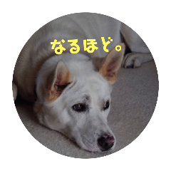 [LINEスタンプ] うちのこ(犬) はな。