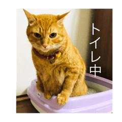 [LINEスタンプ] ちゃー吉(追加版)