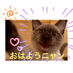 [LINEスタンプ] フィガロ＆チロル