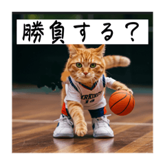 [LINEスタンプ] バスケ猫の勝負師 ver1.2