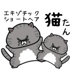 [LINEスタンプ] エキゾチックショートヘアの猫たん