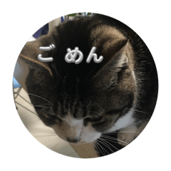 [LINEスタンプ] 猫ちゃんスタンプ 3