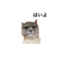 [LINEスタンプ] つみちまの小さめスタンプ