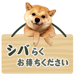 [LINEスタンプ] 柴犬ダジャレ【豆柴 豆千代くん5】