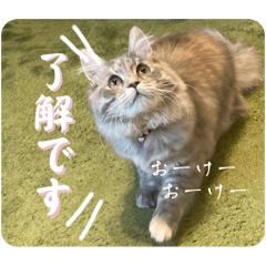 [LINEスタンプ] にゃんこスタンプ5(日常会話セット)