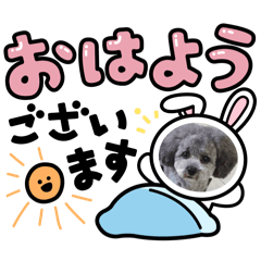 [LINEスタンプ] よく使うトイプードル ミロ