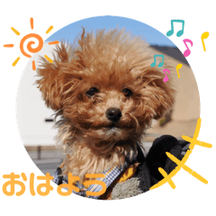 [LINEスタンプ] トイプードル_むぎ①