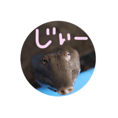 [LINEスタンプ] スッポン ぽんきち