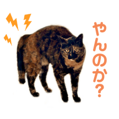 [LINEスタンプ] サビ猫びぃちゃん⭐︎1