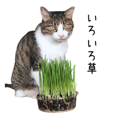 [LINEスタンプ] 猫だらけ。 諦めた猫たち