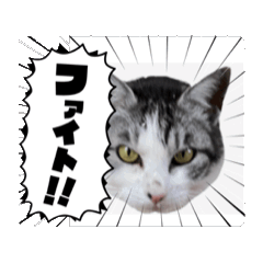 [LINEスタンプ] さんねこすたんぷpart1